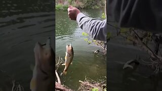 Creek Bassin’ with our Slim Shad. #fishing #bass #bassfishing #creekfishing #shorts