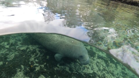 Manatees in Florida