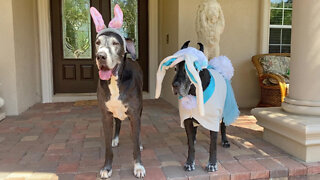 Great Danes Show Off Their Easter Bunny Costumes