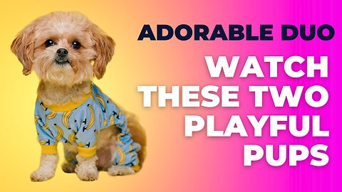 Adorable Duo: Watch these two playful pups bring non-stop fun and cuteness!