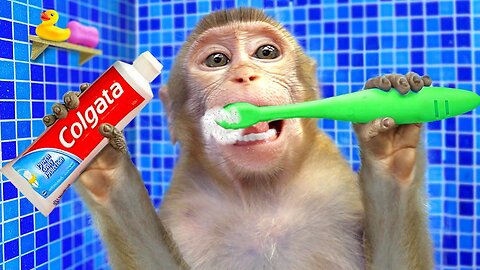 KiKi Monkey wants to be good Brother helps Cute Baby brush teeth | KID ANIMAL