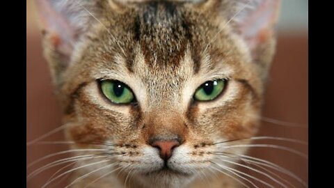 funny cat selfie with owner