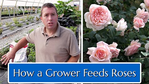 How a Grower Feeds Roses (Discussion)