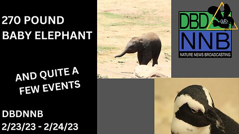 NEW Baby Elephants and The Return Of The Penguins! | DBDNNB February 25th, 2023
