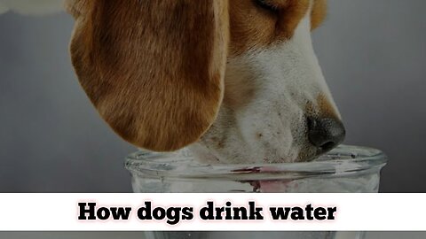 The way a dog drinks . Thirsty dog ​​drinking