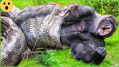 Incredible Moments When The Gorilla Tries To Escape From The Giant Python, | Animal Fight