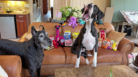 Funny Great Danes' Slow Motion Treat Toss Catch Bounce & Miss