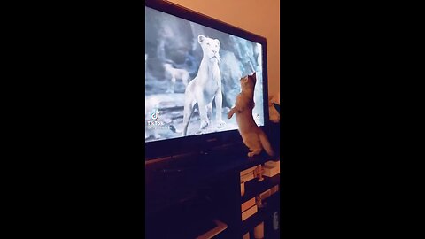 Cat watching lion king movie and suddenly fall off