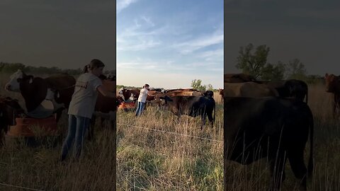 Tame South Poll/Cross Kansas cow/calf herd!