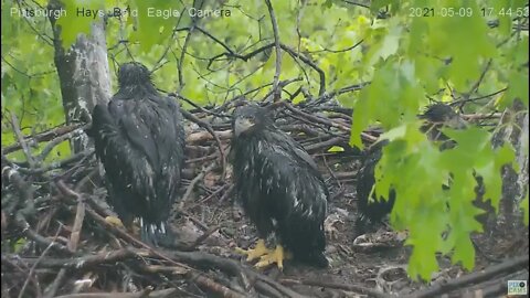 Hays Eaglet H15 watches a Baltimore Oriole visiting the hays nest 2021 05 09 17:44:27