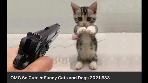 Funniest Animals 2023 😂 Funny Dogs and Cats Videos 😺🐶 Part 2