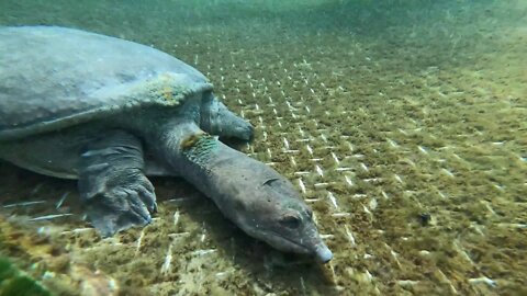 Virgil the Turtle at Blue Grotto Dive Resort - Florida Scuba Diving with SeaVentures