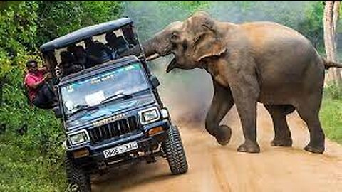 Wild Elephant Trying to attack Passenger Bus