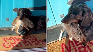 Mini Dachshund skillfully catches wild rabbit