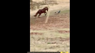 Playful colt plays with ball and chases peacock