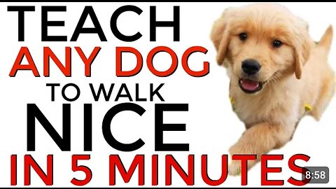 Teach any dog to walk properly in 5-7 minutes.
