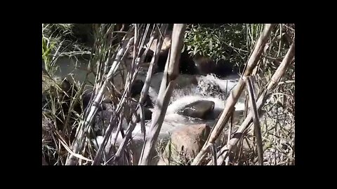 PERFEITO - Som de Água em Cascata e Natureza para Estimular Pássaros a Cantar e Relaxar!