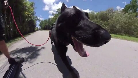 Pant Levels 1 to 5 Learning Video: German Shepherd Dog Have 3 Years Old Black German Shepherd