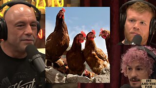 Joe Rogan, Tim Welch & Sean O'Malley talk about CHICKENS