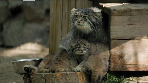 В Новосибирском зоопарке родились манулята!