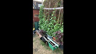 Bangladeshi veg garden in uk