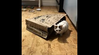 Excited Cat Loves To Play With Paper Bag
