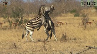 Zebras Compete In The African Wilderness | Incredible Wildlife Interactions