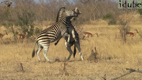 Zebras Compete In The African Wilderness | Incredible Wildlife Interactions