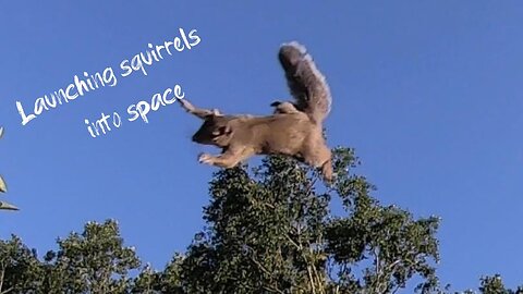 Squirrel Launcher / Squirrel Catapult