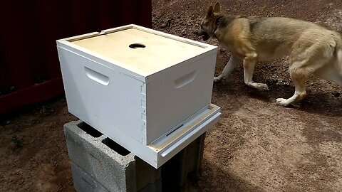 Setting up the beehive today getting set up for the bees.