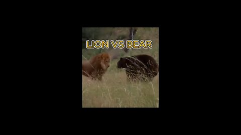 LION AND BEAR HAVE A FIERCE FIGHT YOU WONT BELIEVE WHAT HAPPENS NEXT