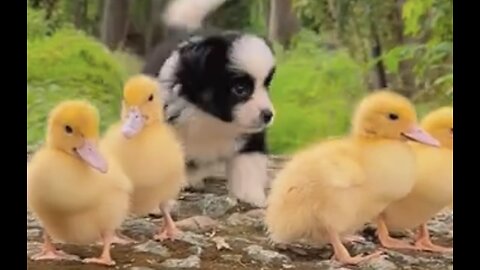 Funniest Animals- The puppy is playing with ducks. Compilation