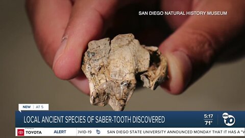 Discovery of new saber-tooth species sheds light on San Diego's distant past