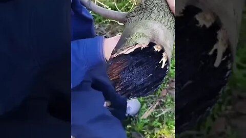 The Chinese are testing using Lasers to trim trees! 🌳😮 Next level stuff for trimming high to reach