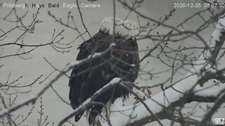 Hays Mom and Dad come into snowy nest perch on loveseat together 2020 12 25 802am