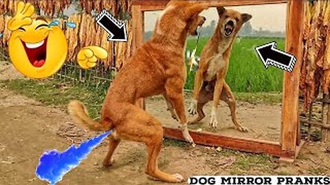 Dogs 🐕 🐕 mirror fight prank videos very funny 😂 | extra funny videos 2024 | trending funny