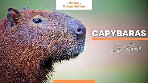 Capybara Compilation 🌿 Up Close Video Clips of God's Largest Rodents