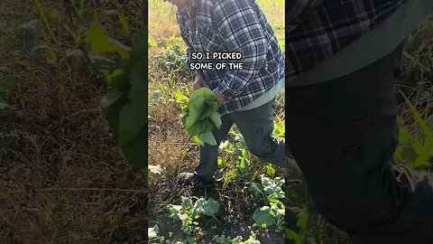 Will My Piglets Eat These Greens? #covercrops #pasturedpigs #soilimprovement #pig