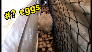 #? Eggs