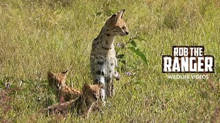 Three Serval Kittens! | Maasai Mara Safari | Zebra Plains