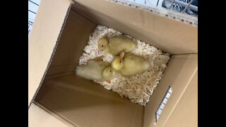 New Chicks and Ducks Have Arrived!