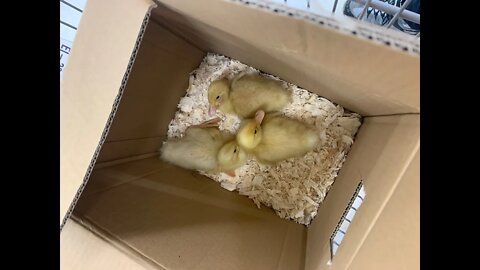 New Chicks and Ducks Have Arrived!