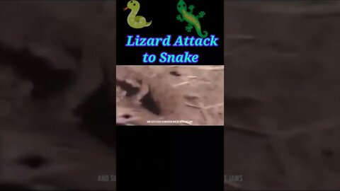 Lizard Attack to snake 2022 #shorts #youtubeshorts #shortvideo