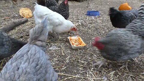 Five Cheese Lasagna Feasting Chickens. Well, snack, not a feast.