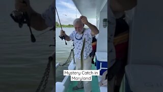 Mystery Catch in Maryland #Shorts