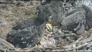 Hays Eaglets H13 H114 H15 take turns at the nestover table 2021 04 28 11:00AM