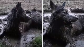 Dog Ends Up Getting Completely Covered In Mud