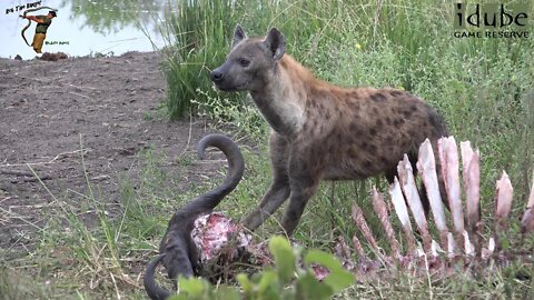 Hyenas And Vultures Clean Up A Buffalo Carcass