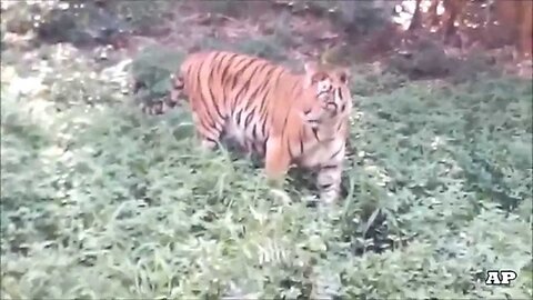 Bengal Tiger cross the road