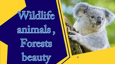 Wildlife animals / forest's beauty /